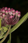 Swamp milkweed